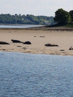 Seals bask in the sand on Donegal Bay.