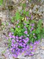 Flowers in a crannied wall.