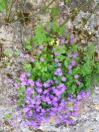 Flowers in a crannied wall.